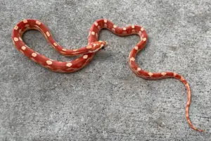 Read more about the article Get To Know About The Motley Corn Snake