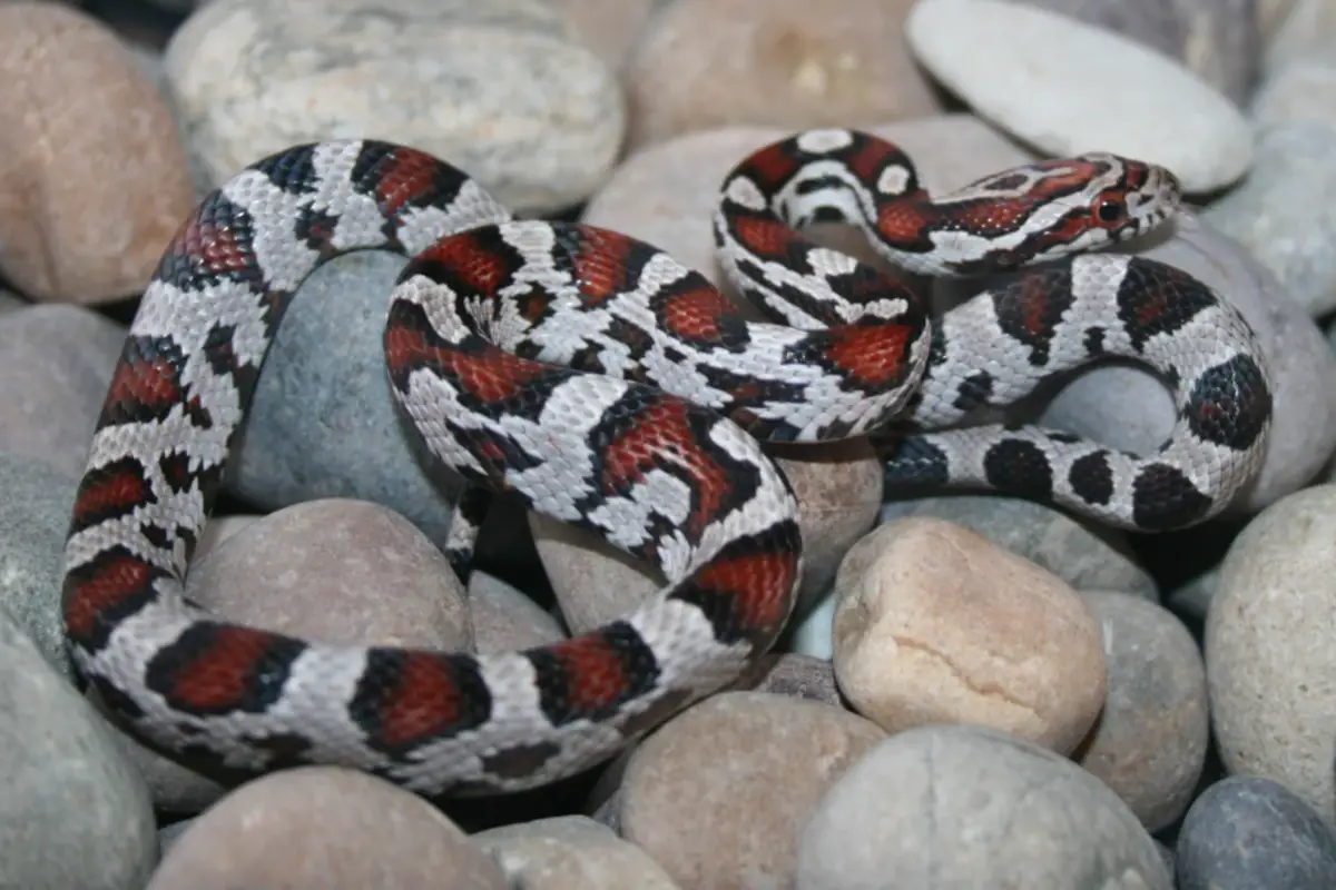 You are currently viewing All You Need To Know About Miami Phase Corn Snake