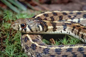 Read more about the article What Is The Estimated Snakes Lifespan
