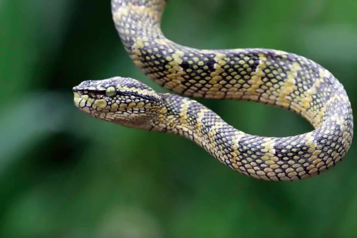 You are currently viewing How Fast Are Snakes – Detailed Explanation