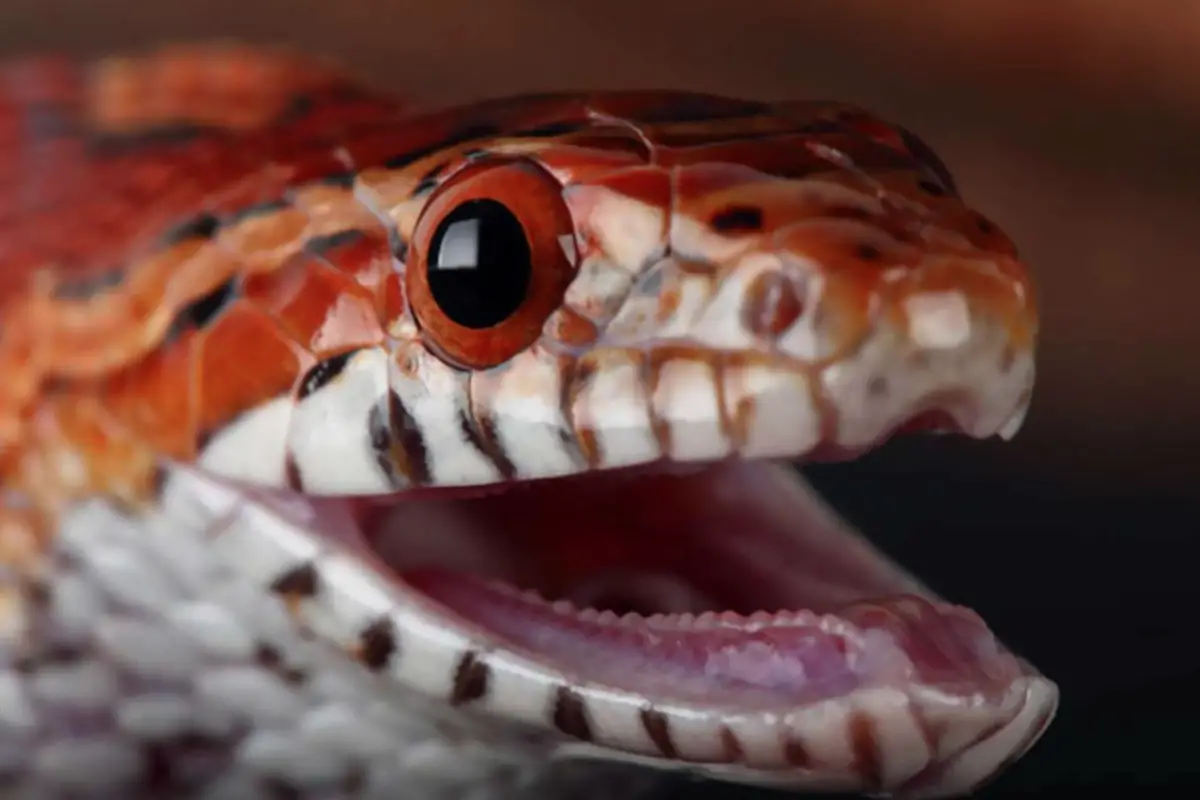 You are currently viewing Do Corn Snakes Have Teeth – The Truth
