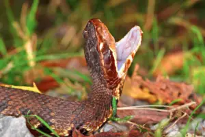 Read more about the article Why Do Snakes Yawn – The Truth Behind Snakes Yawning