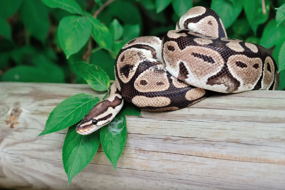 You are currently viewing Lifespan Of A Ball Python – Captivity Vs Wild