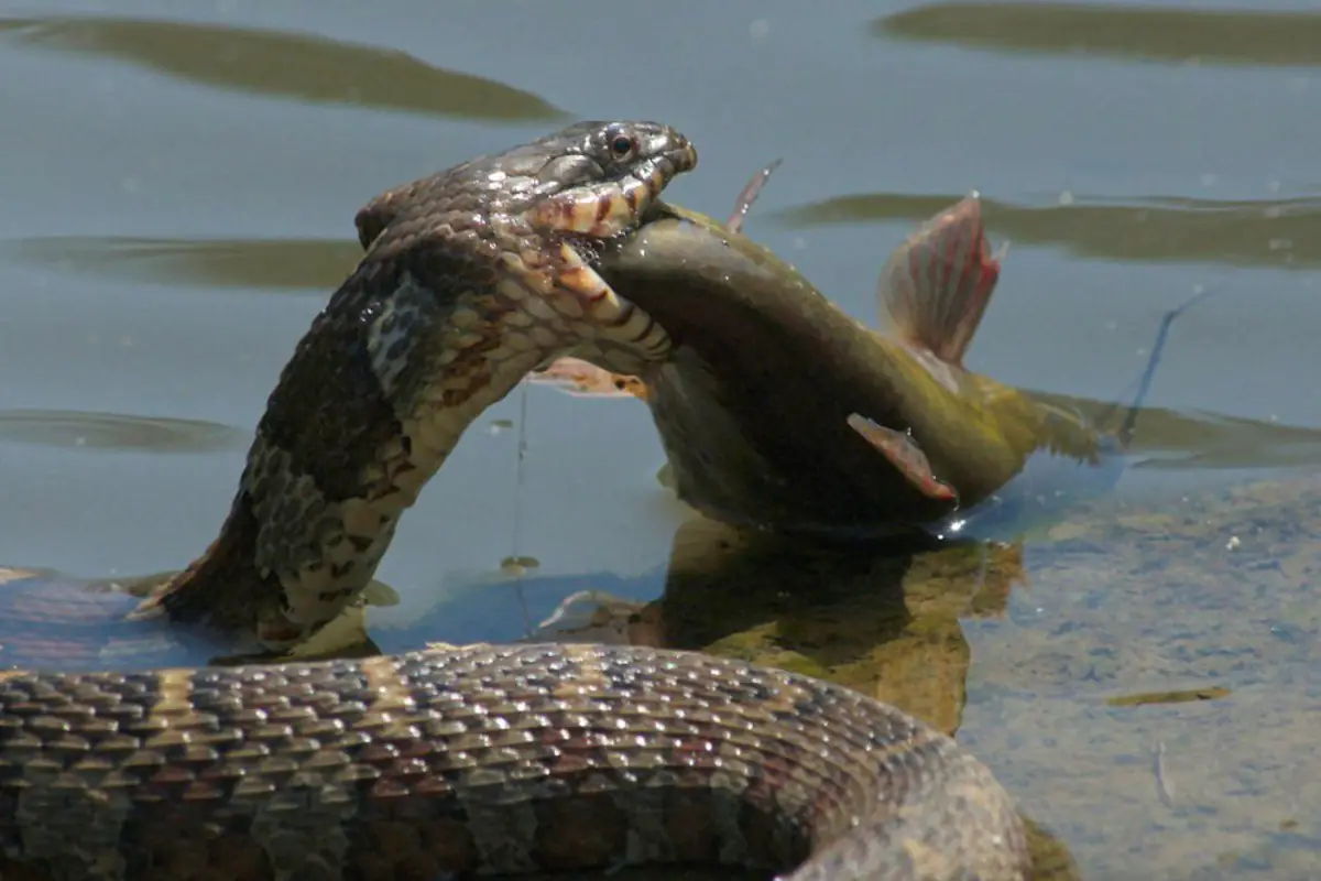 You are currently viewing Do Snakes Eat Fish – Is Fish Good For Snakes?