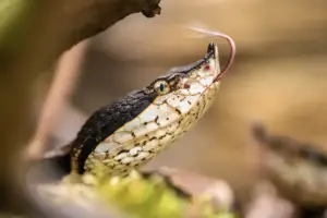 Read more about the article Are Snakes In Cyprus Poisonous?