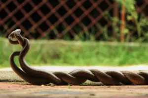 Read more about the article How To Breed A Snake In Captivity