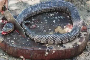 Read more about the article Is It Possible Cutting A Snake In Half