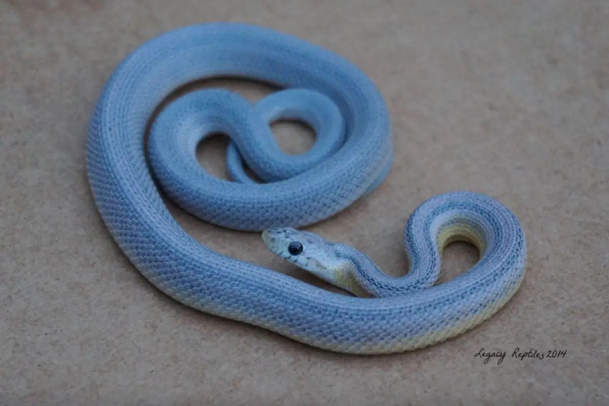 You are currently viewing Blue Corn Snake – Appearance And Care Guide