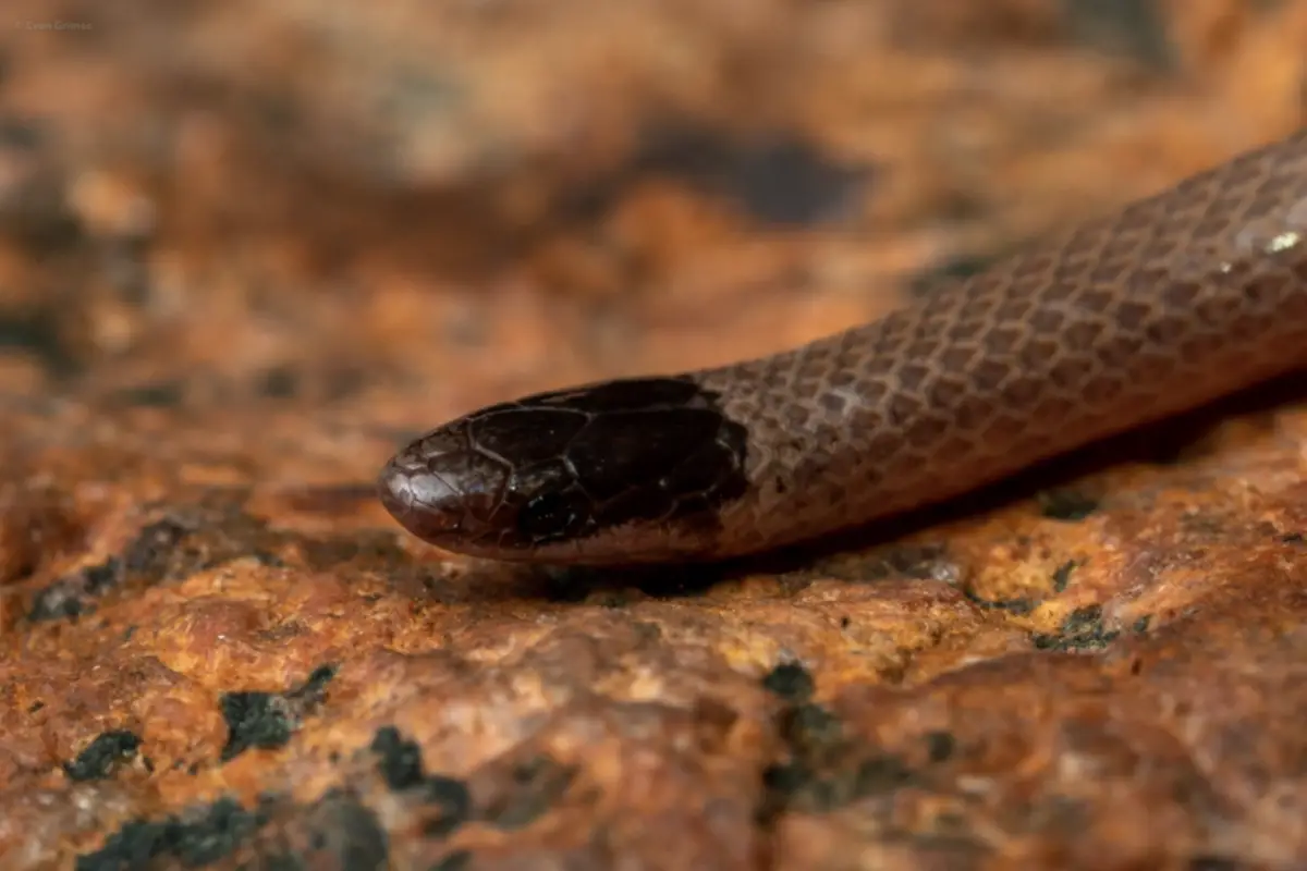 You are currently viewing How Do Snakes Get Mites – Signs & Symptoms