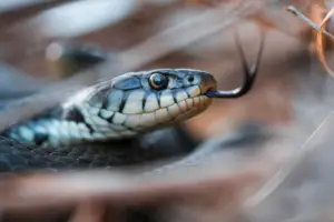 Read more about the article Get To Know About The Venomous Snakes In Spain