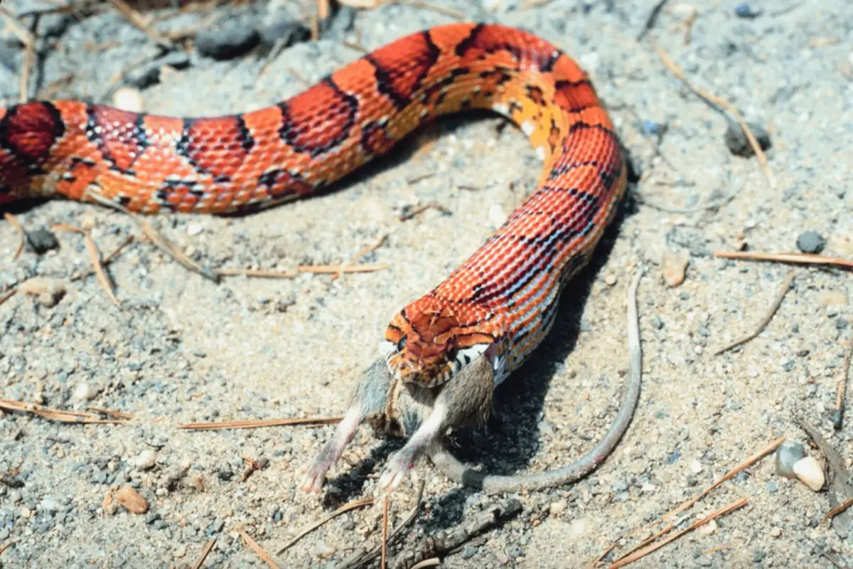 You are currently viewing How Long Can Corn Snakes Go Without Eating