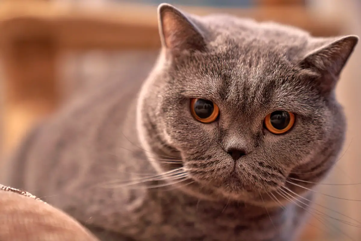 You are currently viewing Are British Shorthair Cats Hypoallergenic? The Truth