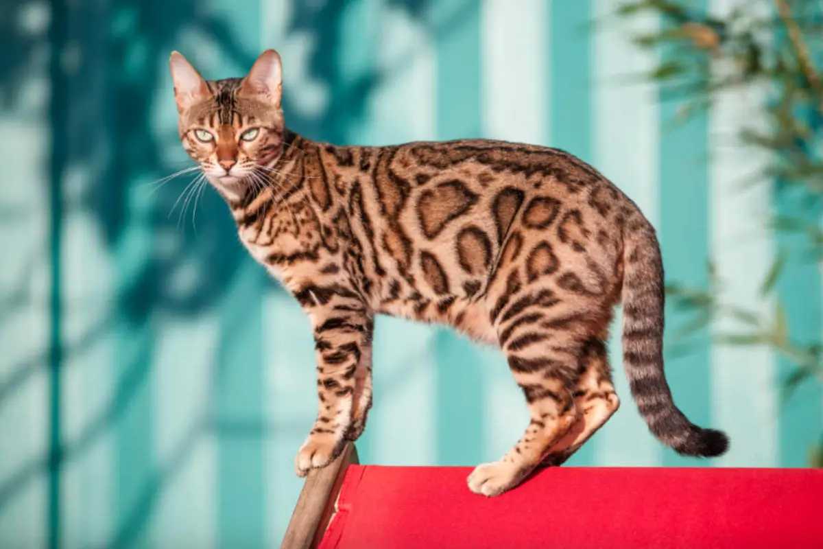 Read more about the article Is Bengal Cat Hypoallergenic – The Truth