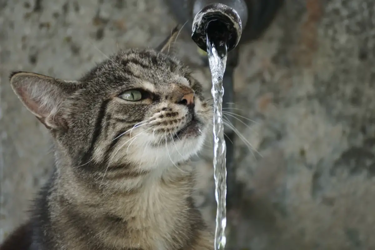 You are currently viewing Know About How Long Can A Cat Go Without Water
