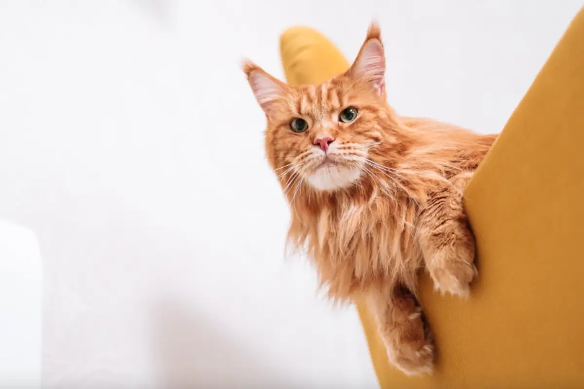 You are currently viewing Orange Maine Coon – Health & Care Guide