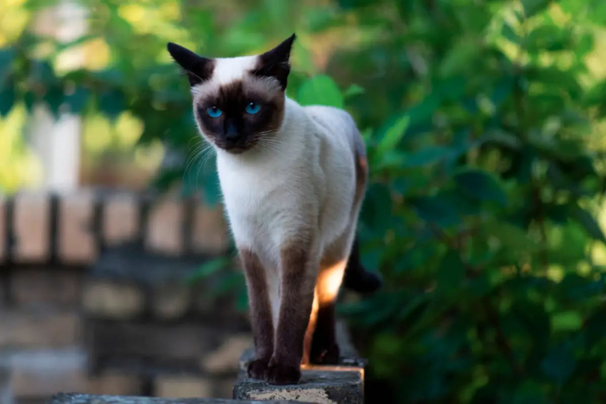 Read more about the article What Makes Siamese Cats Hypoallergenic?