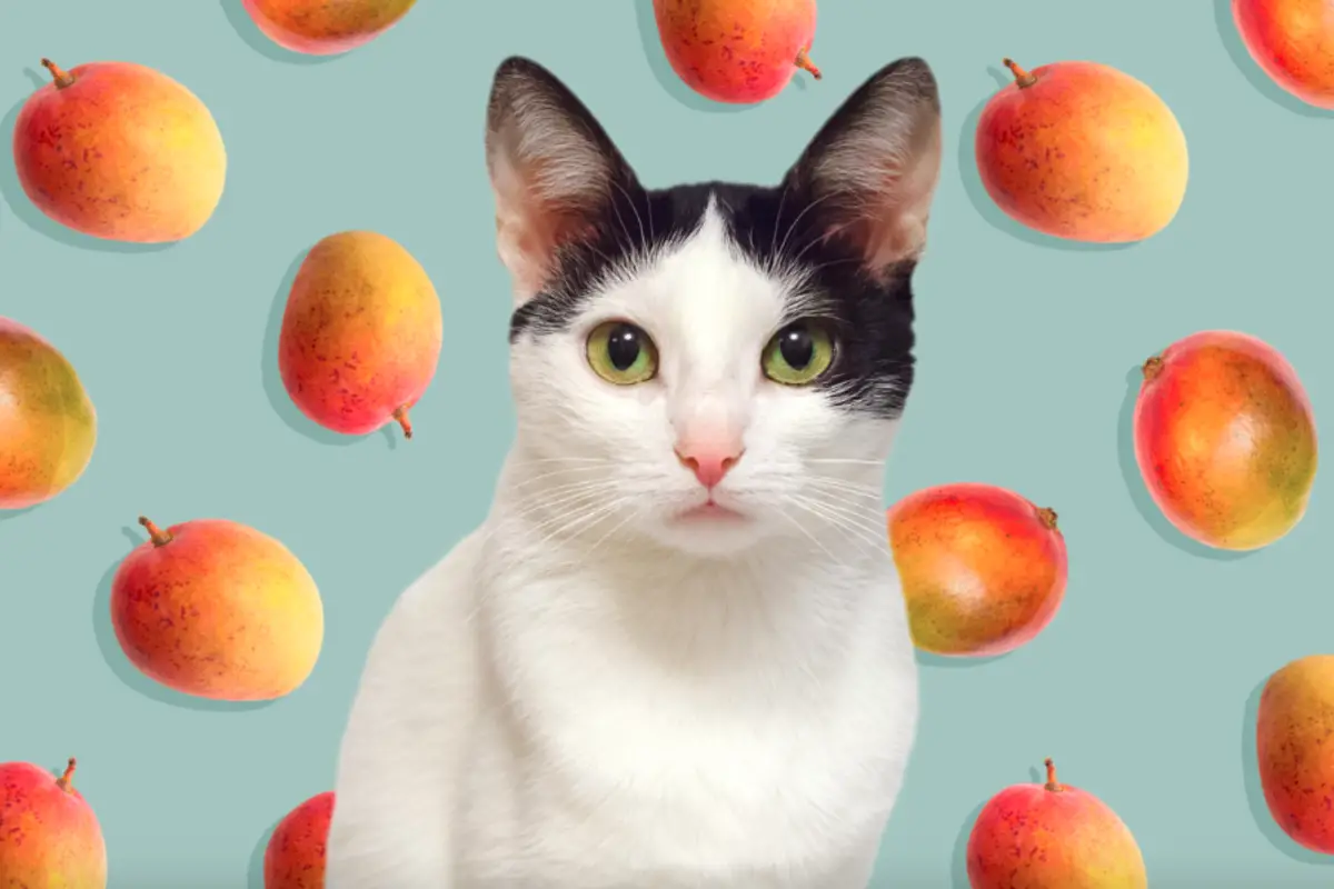 Read more about the article Can Cats Eat Applesauce – Is It Safe For Cats?