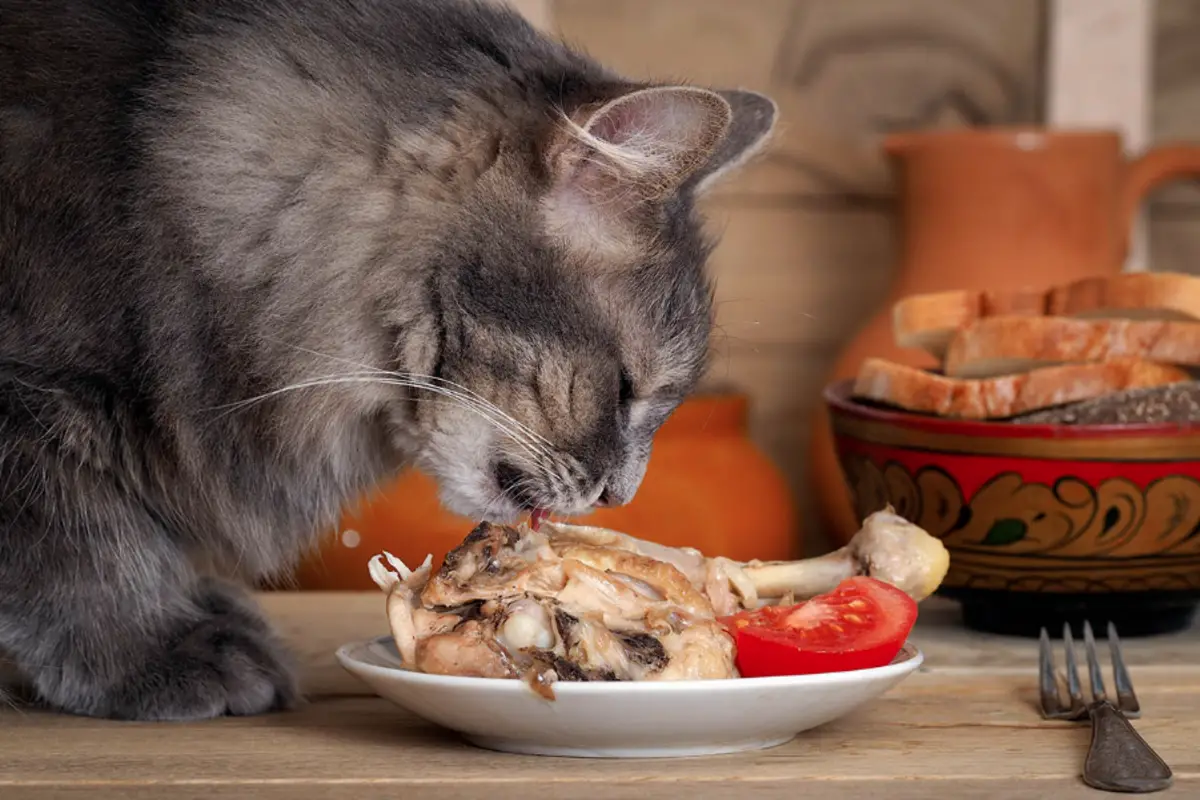 Read more about the article Can Cats Eat Chicken Bones – Understanding The Risks and Benefits