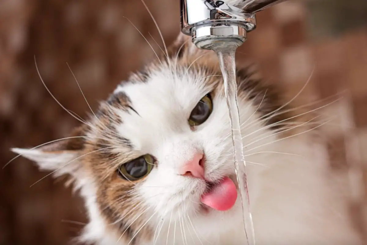 Read more about the article Cat Drinking A Lot Of Water – Understanding Your Cat’s Thirst