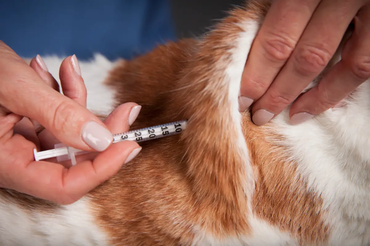 Read more about the article Subcutaneous Fluids Cats – A Safe and Effective Way to Improve Health