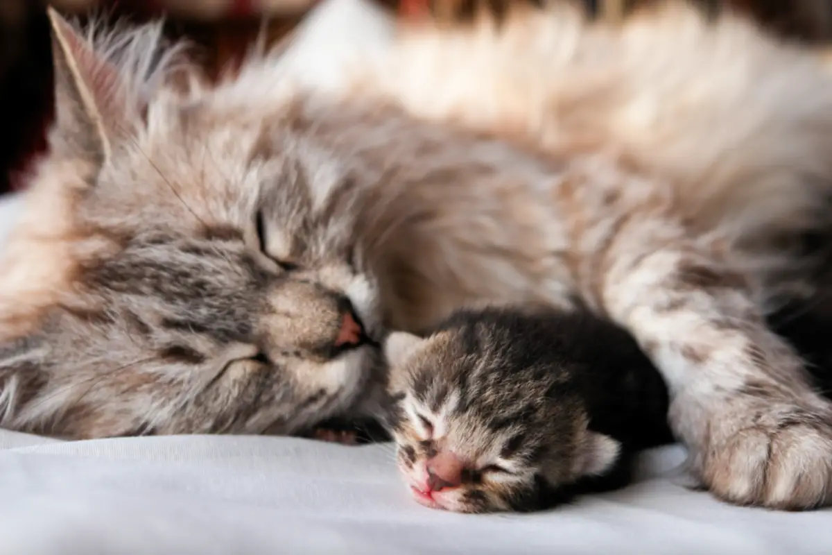Read more about the article How To Tell If Cat Still Has Kittens Inside