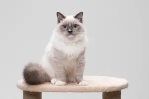 Read more about the article Blue Point Ragdoll – Your New Furry Companion