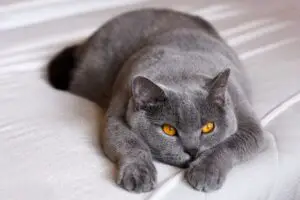Read more about the article Get To Know The Blue Golden Shaded British Shorthair