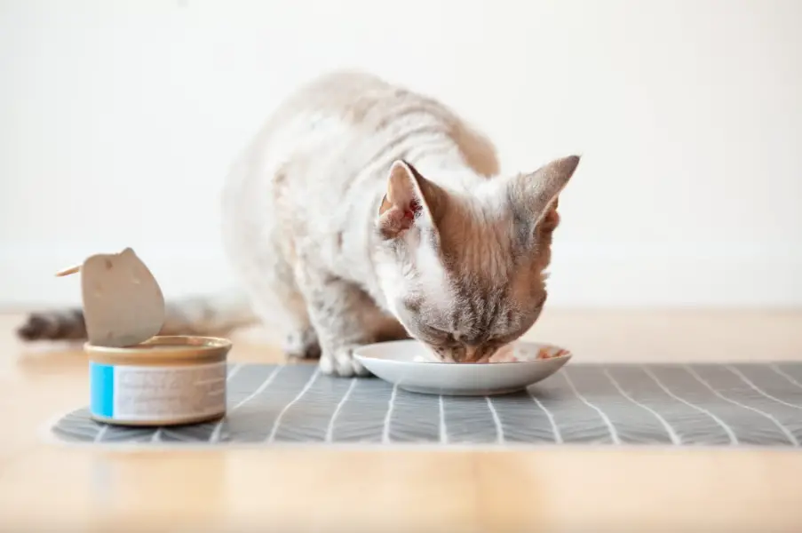 How Long Can Cats Go Without Food