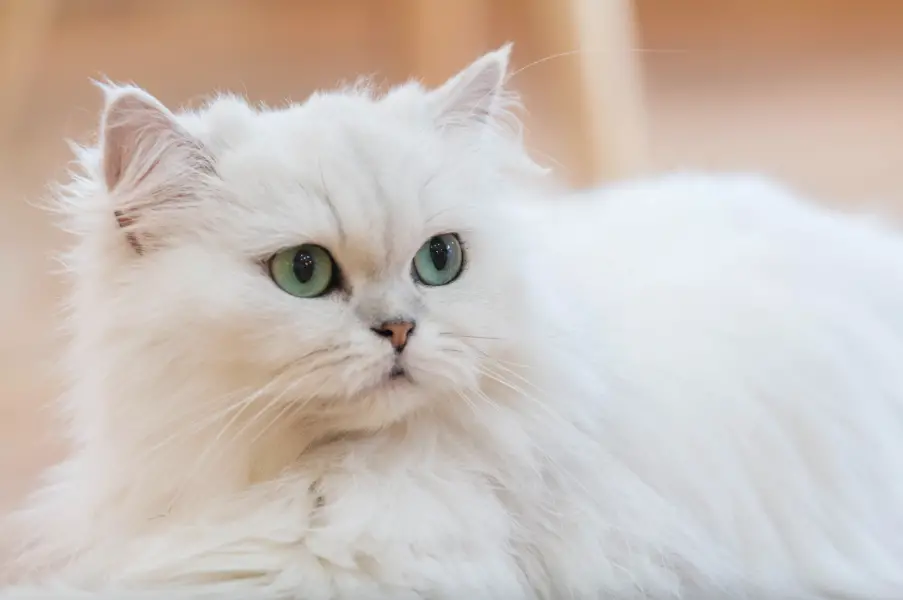 Are Persian Cats Hypoallergenic