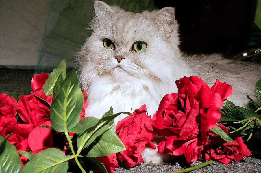 Are Persian Cats Hypoallergenic