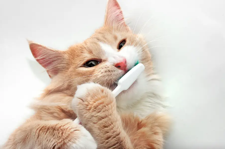How To Brush A Cats Teeth