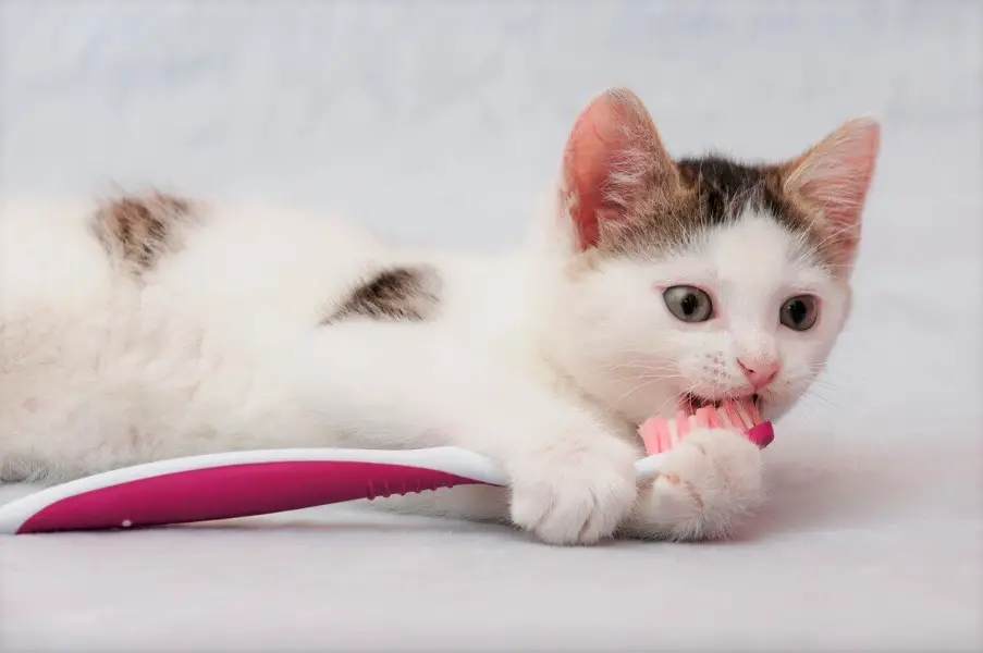 How To Brush A Cats Teeth