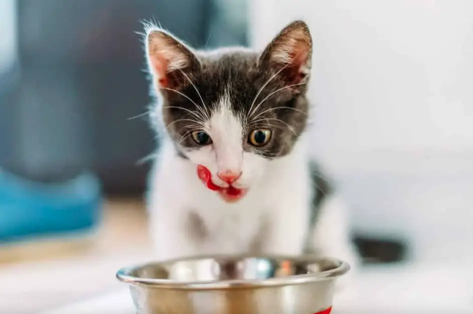 Can Cats Eat Grits? 