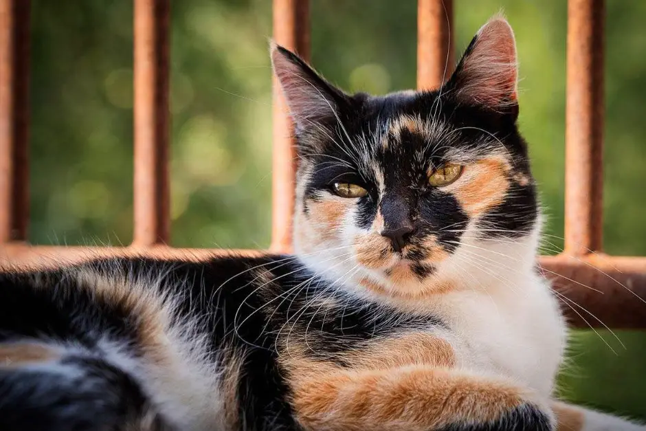 Do Calico Cats Shed A Lot