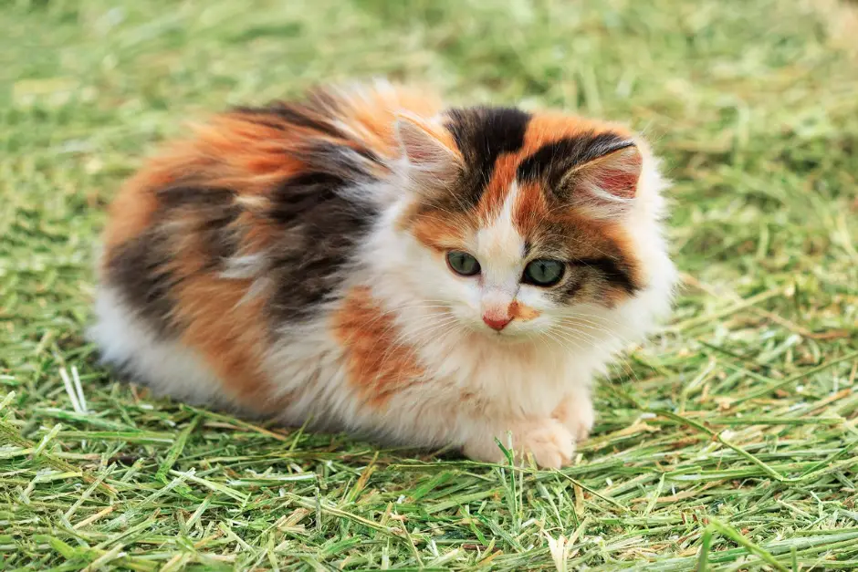 Do Calico Cats Shed A Lot