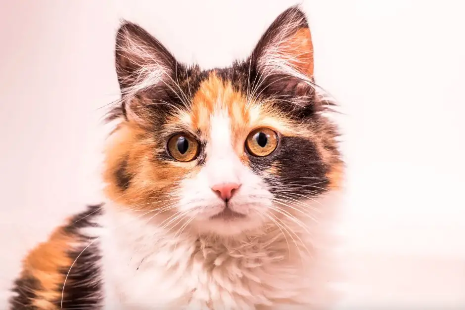 Do Calico Cats Shed A Lot - What You Need to Know - Animalia Planet