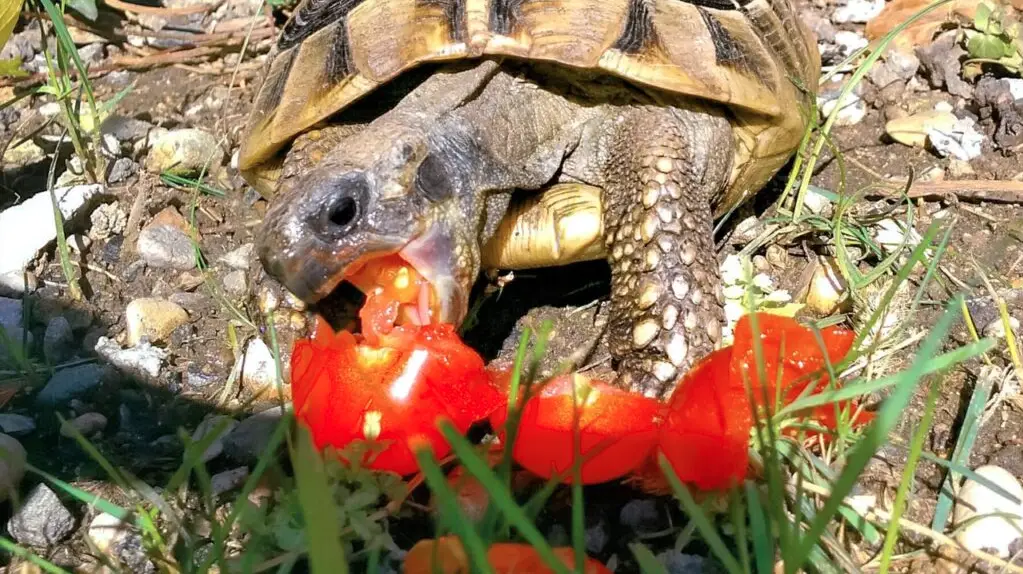 Can Russian Tortoises Eat Tomatoes