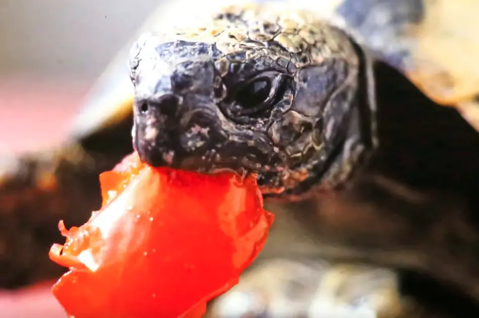 Can Russian Tortoises Eat Tomatoes
