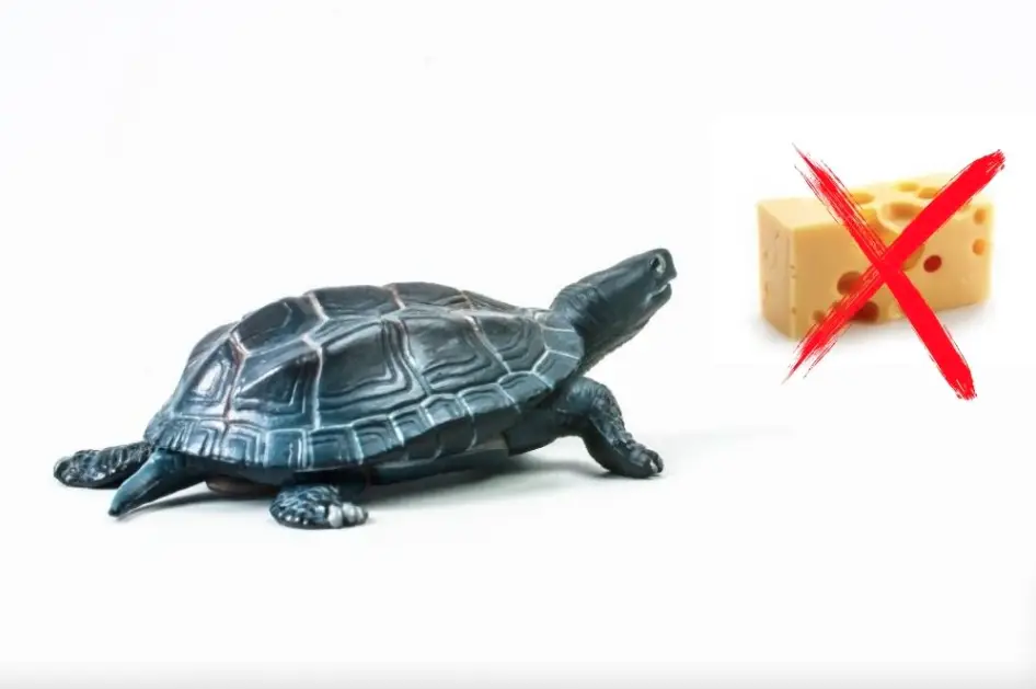 Can Turtles Have Cheese