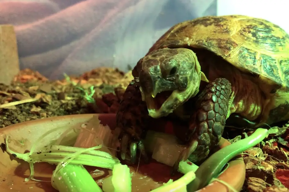 Can Tortoises Eat Celery