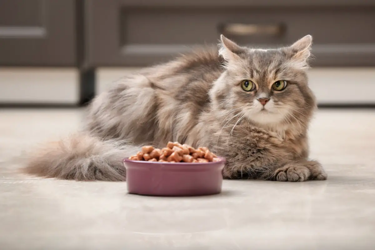 Read more about the article Discover How Long Can Cats Go Without Food