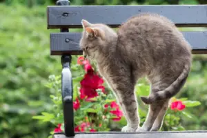Read more about the article Is Cat Arched Back Common In All Cats?
