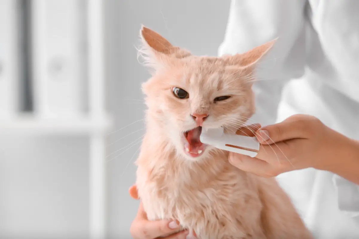Read more about the article How To Brush A Cats Teeth – All You Need To Know