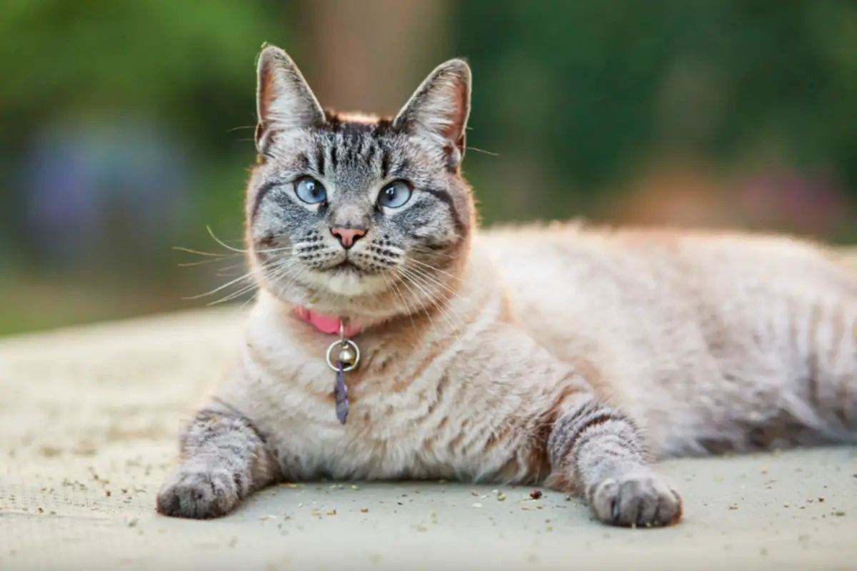 Read more about the article Lynx Point Siamese – Everything You Need To Know About