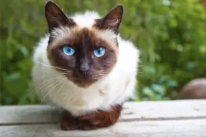 Read more about the article Adorable Applehead Siamese – The Ultimate Feline Companion