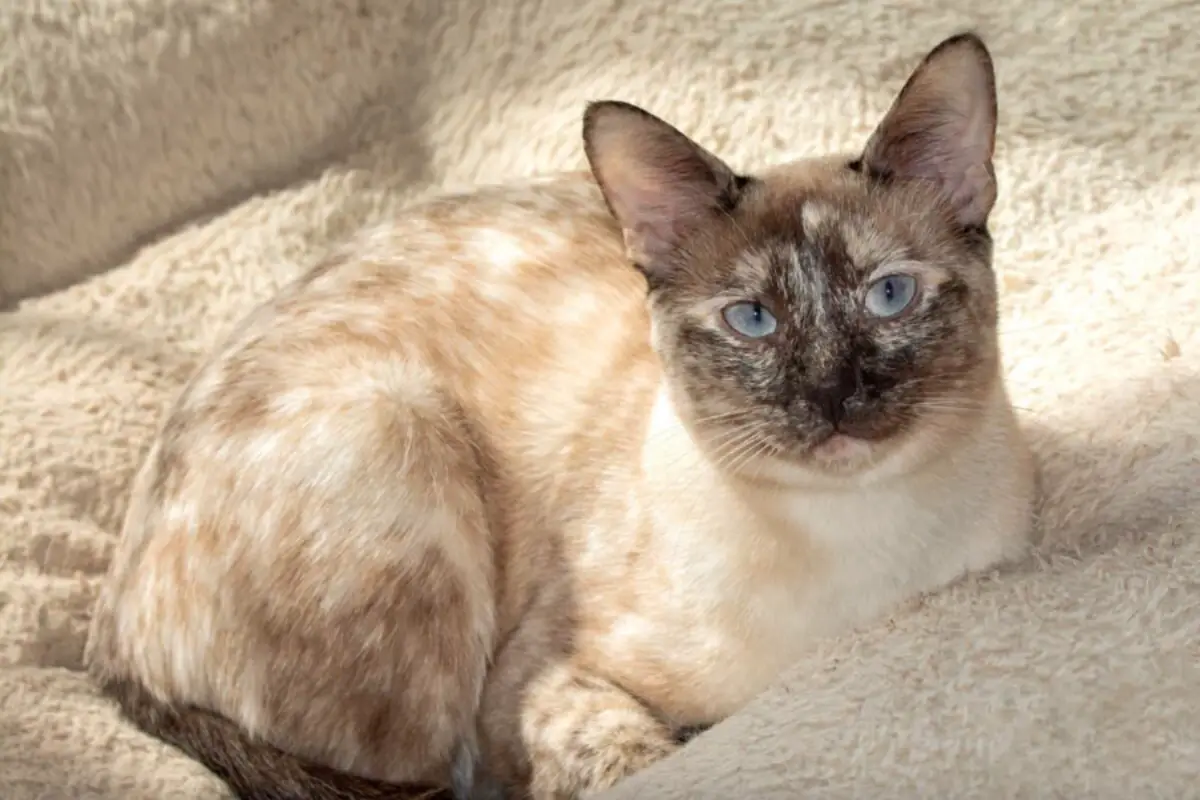 You are currently viewing Discover the Unique Charm of Siamese Tortoiseshell Cats