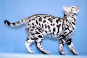 Read more about the article Discover Everything About The Silver Bengal Cat