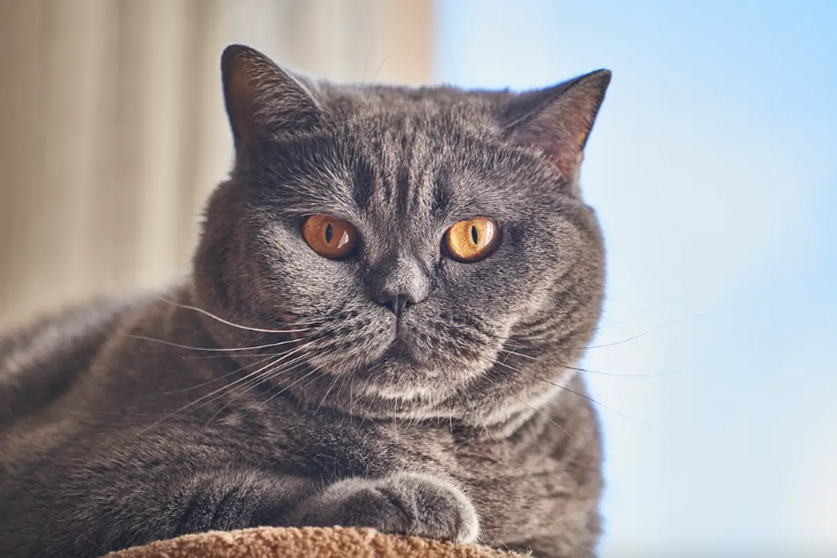 Read more about the article Get To Know The Charming Ouachita British Shorthair Cat