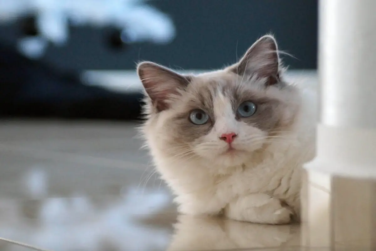 Read more about the article Discover The Adorable Ragdoll British Shorthair Mix Cat