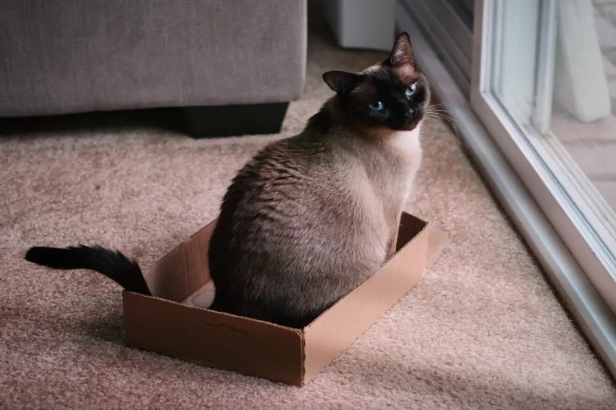 Read more about the article Taking Care Of Your Pregnant Siamese Cat